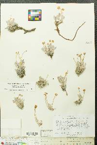 Eriogonum capistratum image