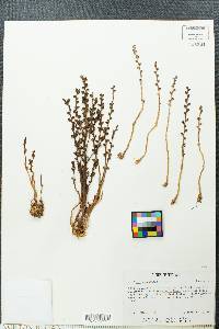 Epifagus virginiana image