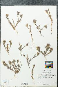 Castilleja densiflora var. gracilis image
