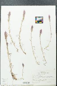 Castilleja densiflora var. densiflora image