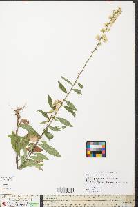 Solidago bicolor image