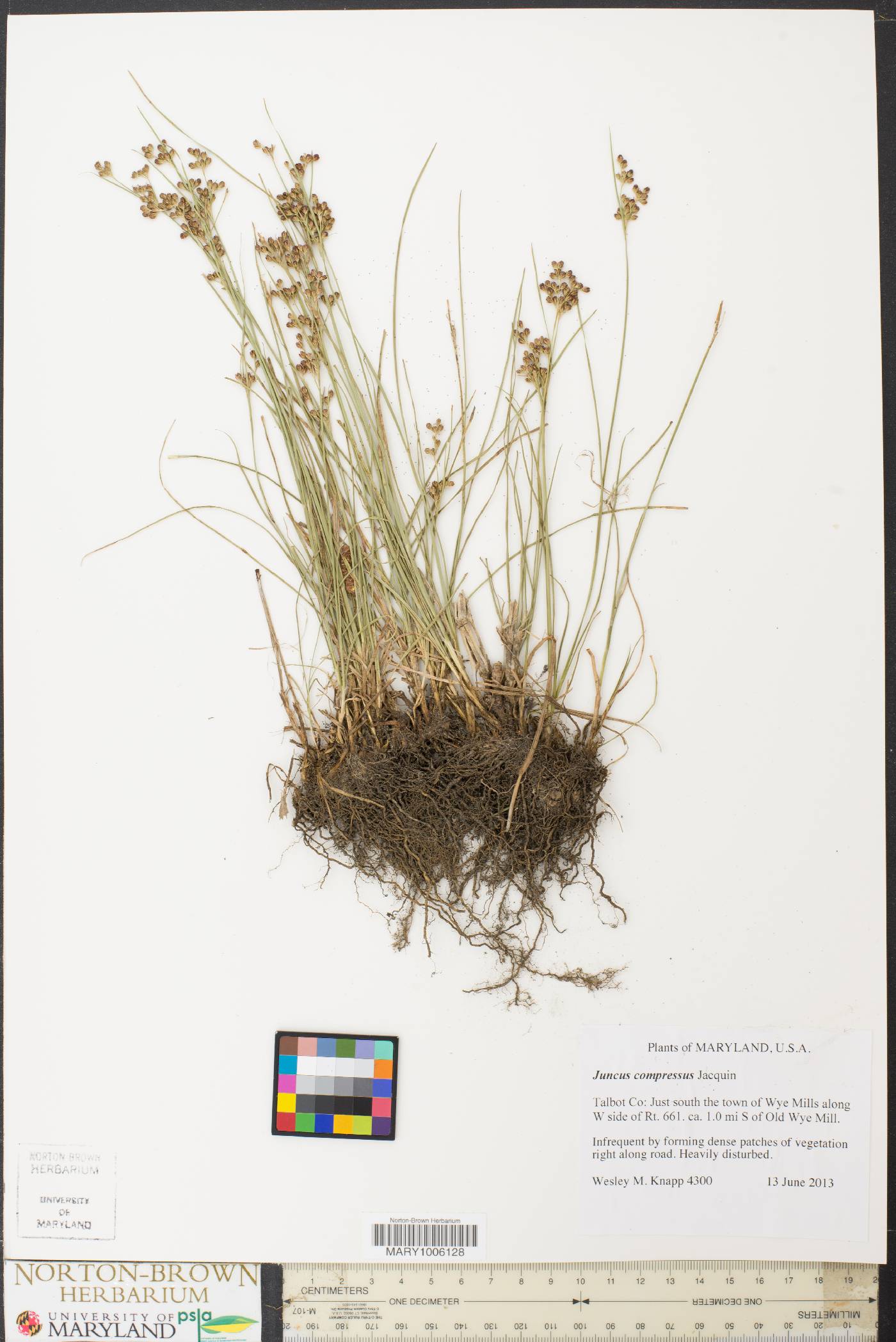 Juncus compressus image
