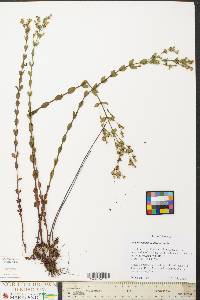 Hypericum densiflorum image