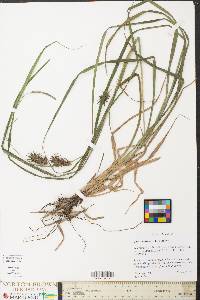 Carex louisianica image