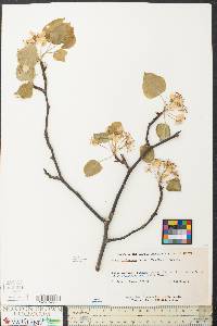 Pyrus calleryana image