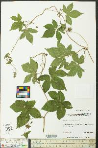 Humulus japonicus image