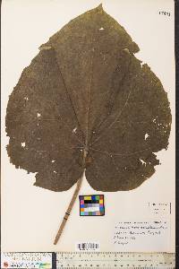 Paulownia tomentosa image