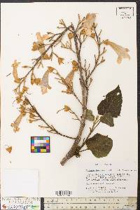 Paulownia tomentosa image