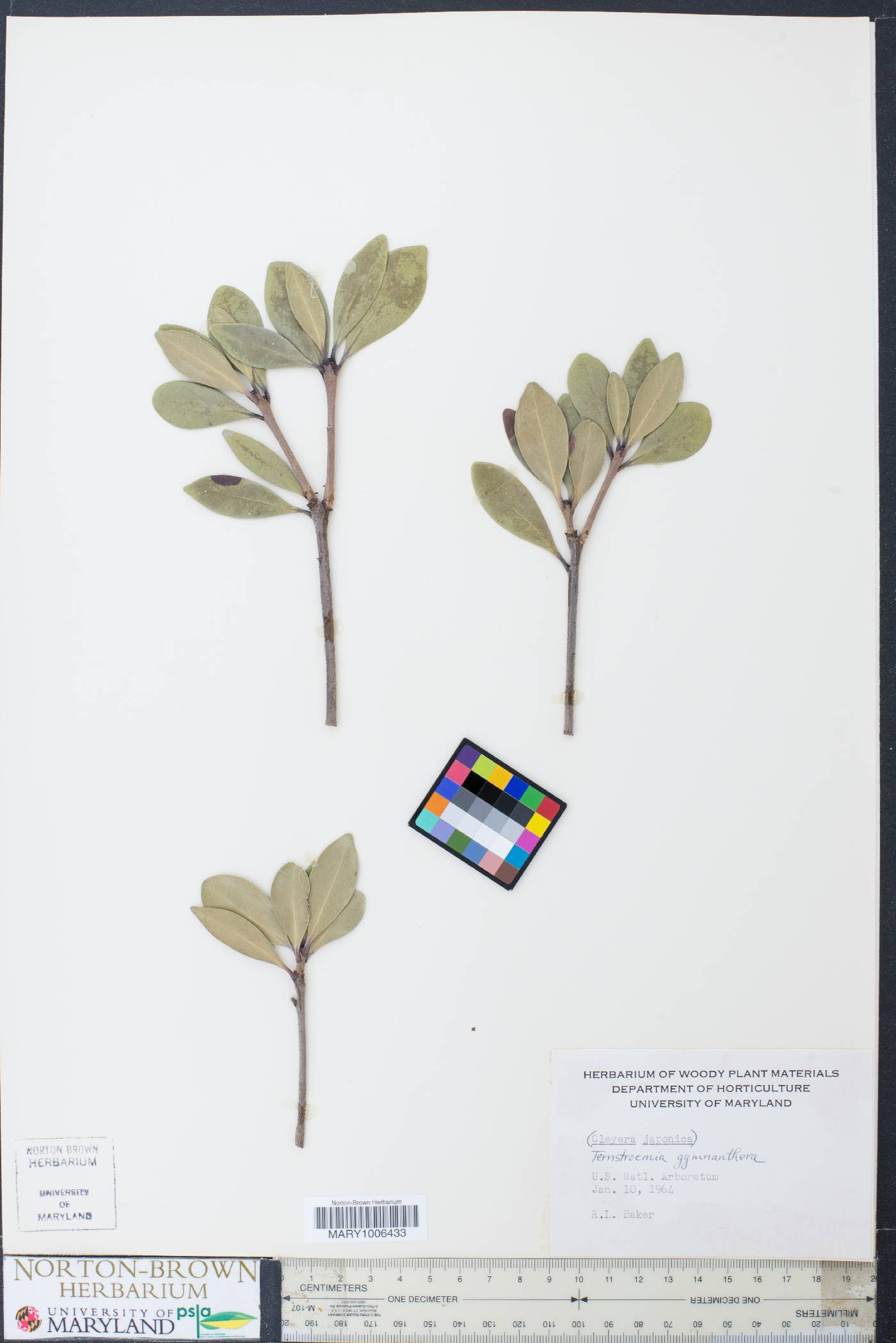 Ternstroemia gymnanthera image