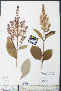 Syringa x prestoniae image