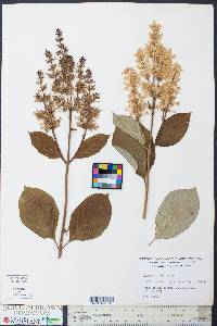 Syringa x prestoniae image