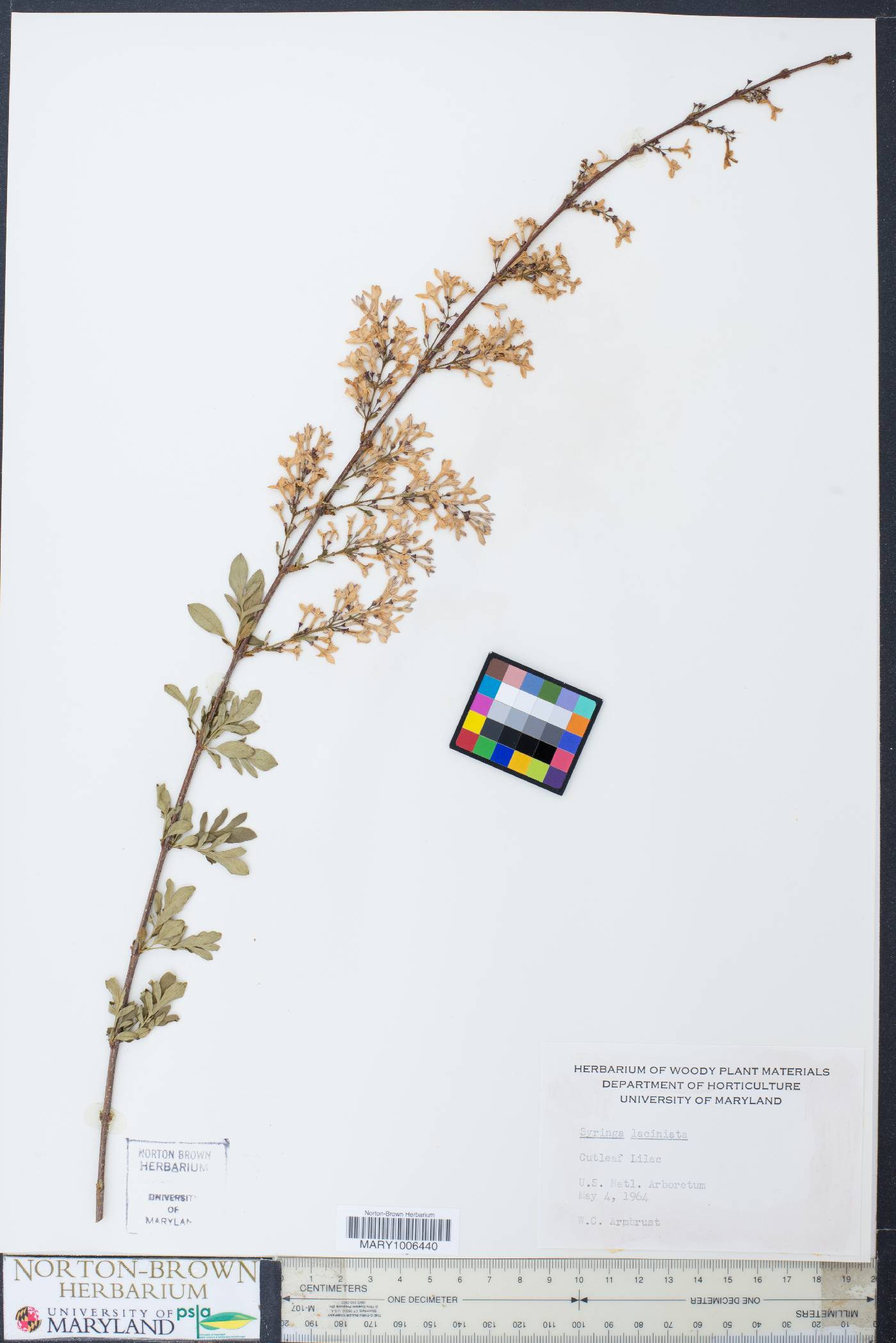 Syringa laciniata image