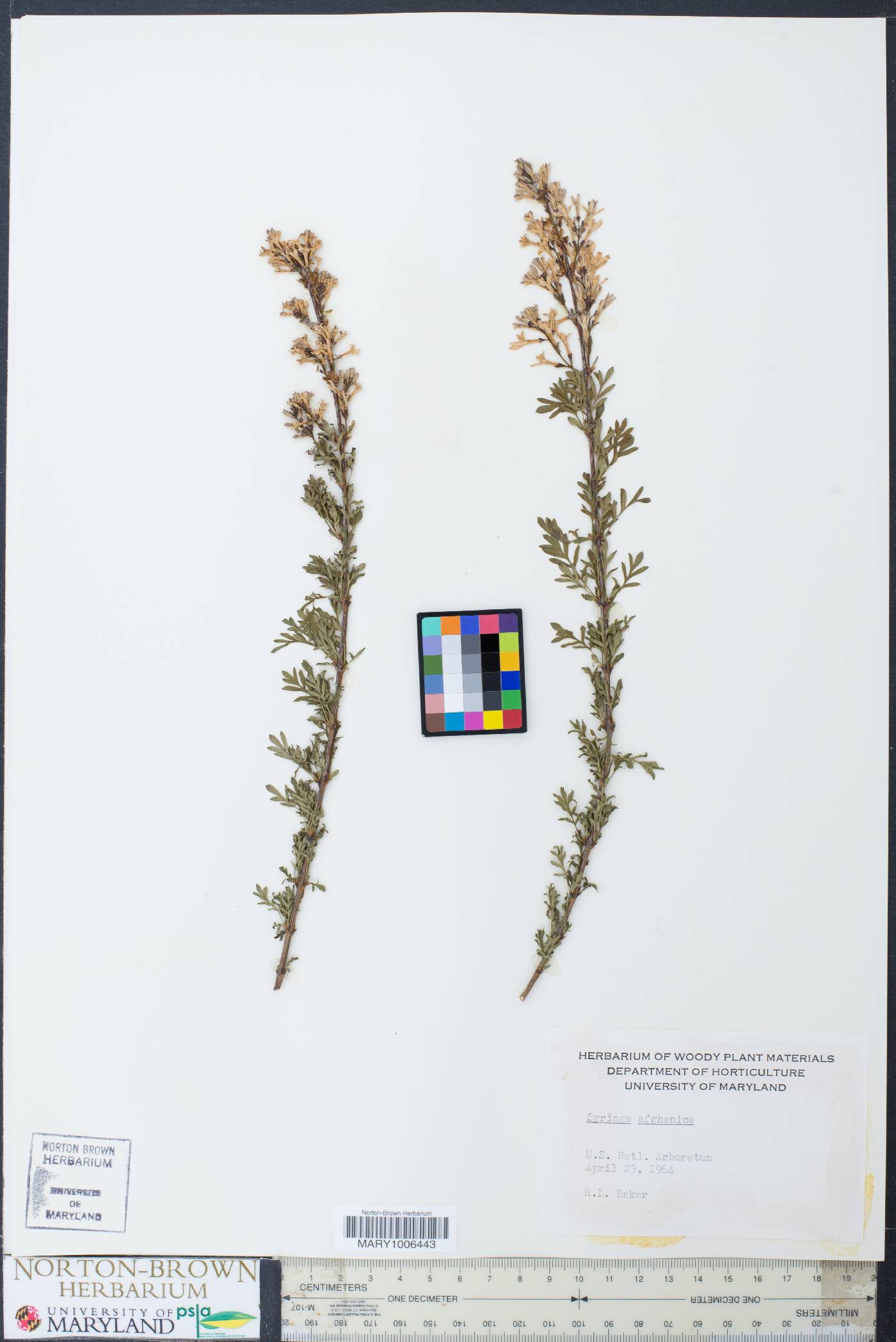 Syringa persica image