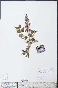 Syringa pubescens image