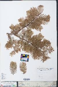 Metasequoia glyptostroboides image