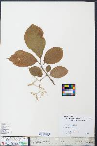 Pterostyrax hispidus image