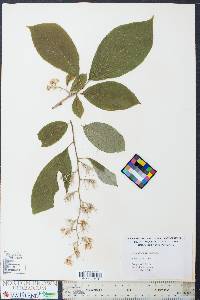 Pterostyrax hispidus image