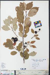 Prunus pensylvanica image