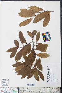 Prunus caroliniana image