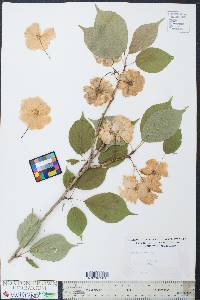 Prunus serrulata image