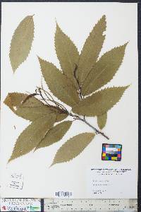 Castanea dentata image