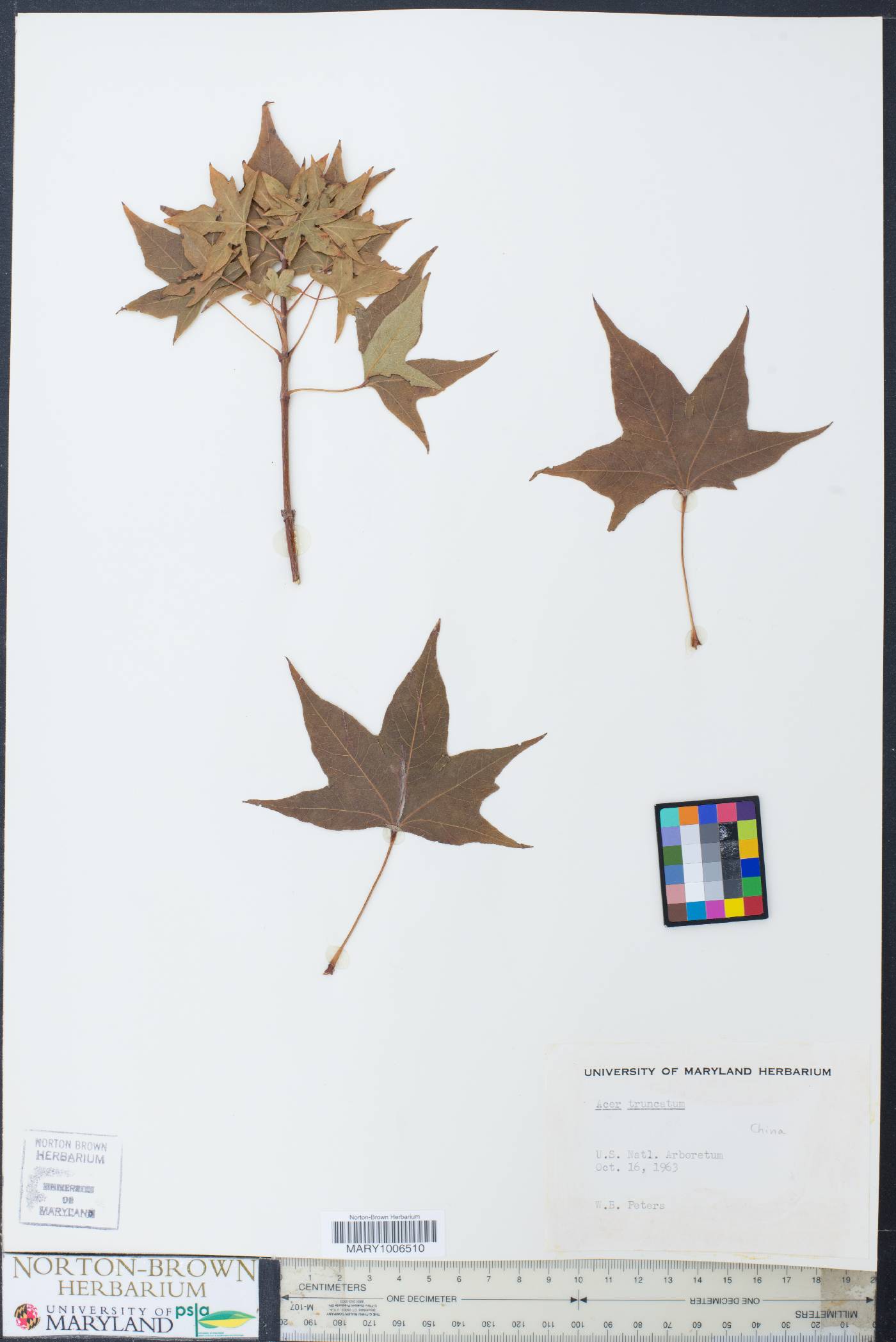 Acer truncatum image