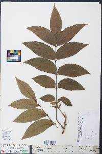 Carya illinoinensis image