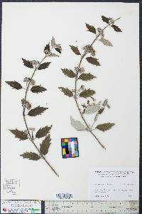 Caryopteris incana image