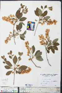 Enkianthus campanulatus image