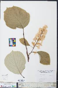 Styrax obassis image