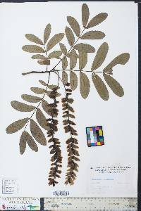 Pterocarya stenoptera image