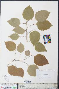 Populus grandidentata image