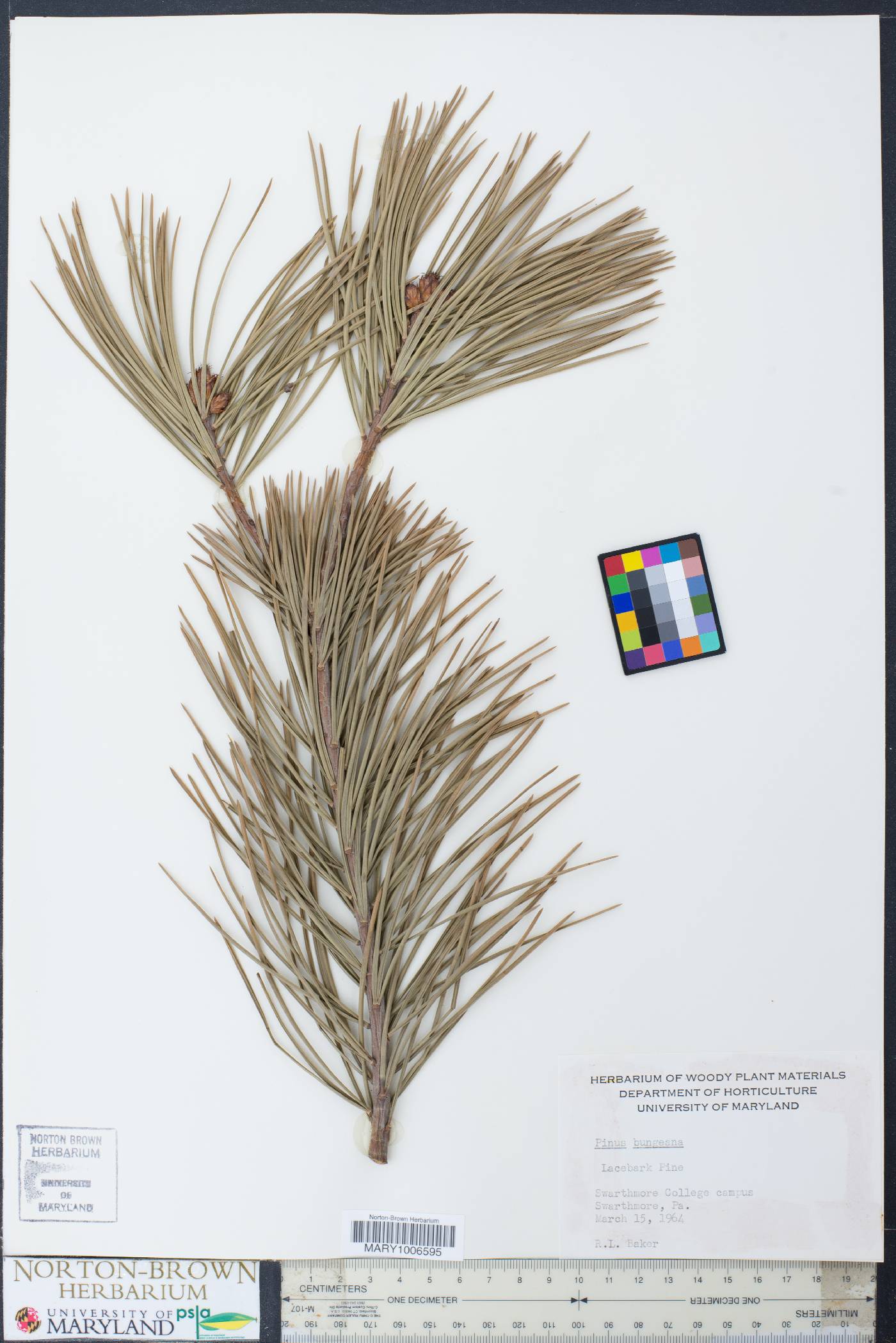 Pinus bungeana image