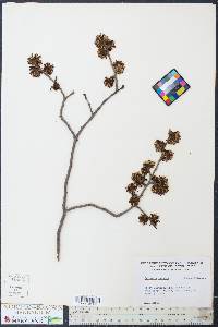 Parrotia persica image