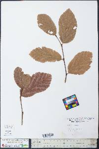 Parrotia persica image