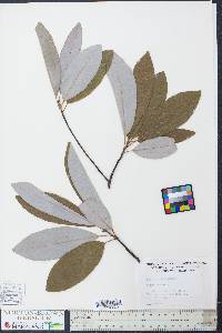Magnolia virginiana image