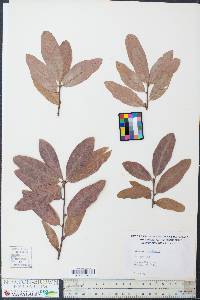 Quercus imbricaria image