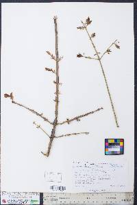 Euonymus alatus image