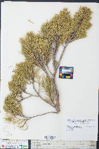 Juniperus occidentalis image