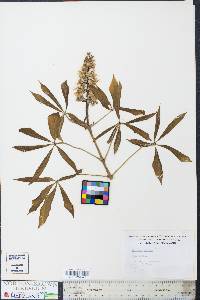 Aesculus glabra image