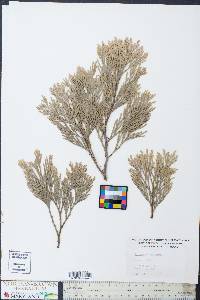 Calocedrus decurrens image