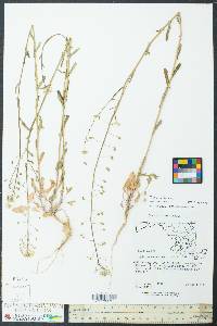 Thlaspi alliaceum image