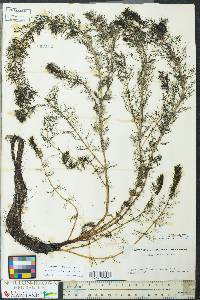 Myriophyllum sibiricum image