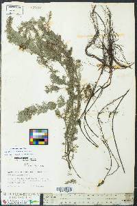 Myriophyllum spicatum image