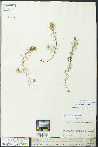 Myriophyllum spicatum image