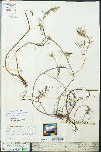 Myriophyllum spicatum image