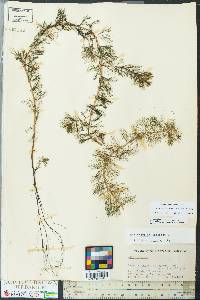 Myriophyllum spicatum image