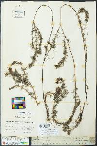 Myriophyllum spicatum image