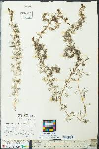 Myriophyllum spicatum image