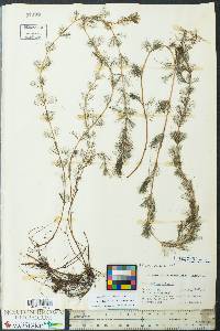 Myriophyllum spicatum image